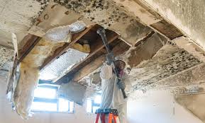 Best Basement Mold Removal  in East St Louis, IL